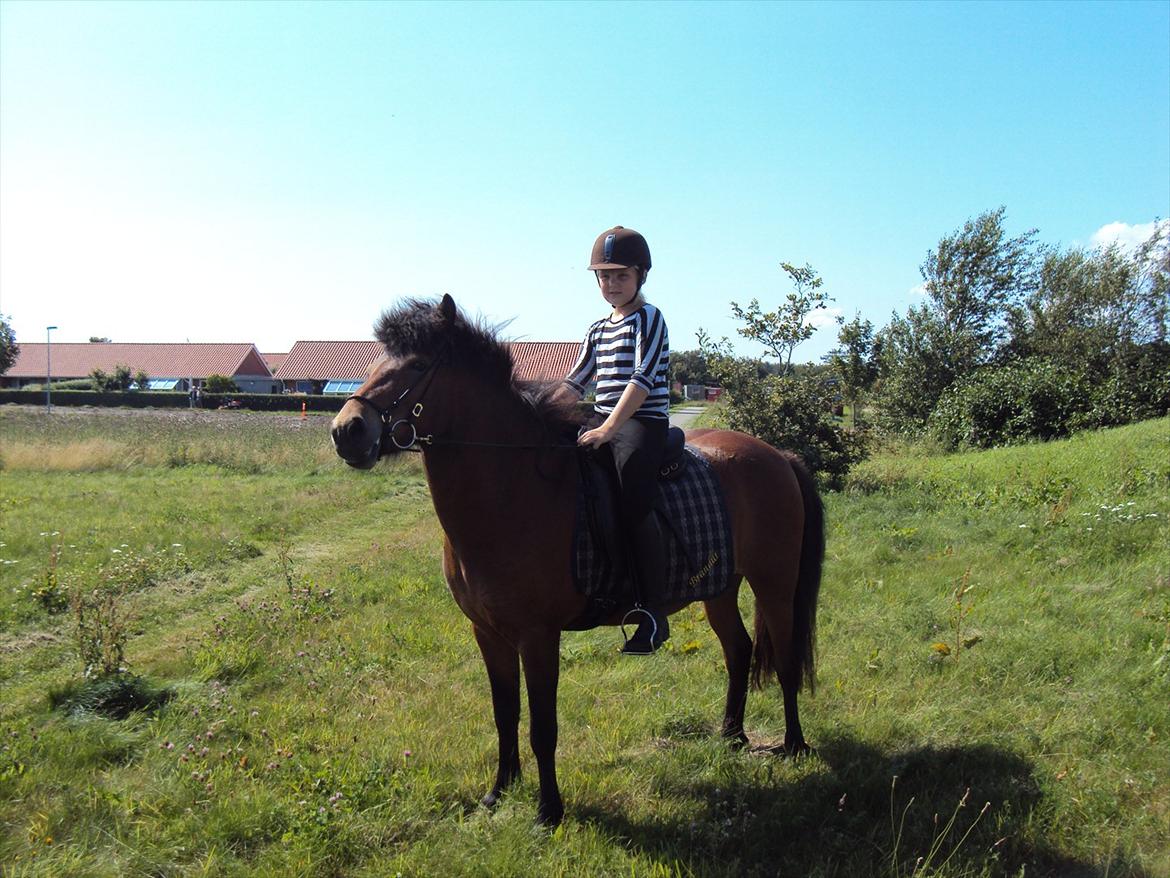 Islænder Gigja. (låne hest)  - hej og velkommen til Gigja profil.  billede 1