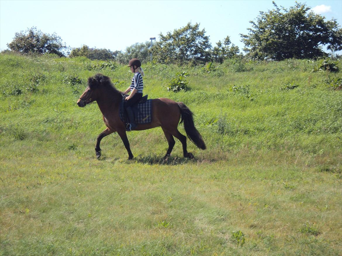 Islænder Gigja. (låne hest)  - lidt trav. hi hi. fyldt fart fremad billede 2