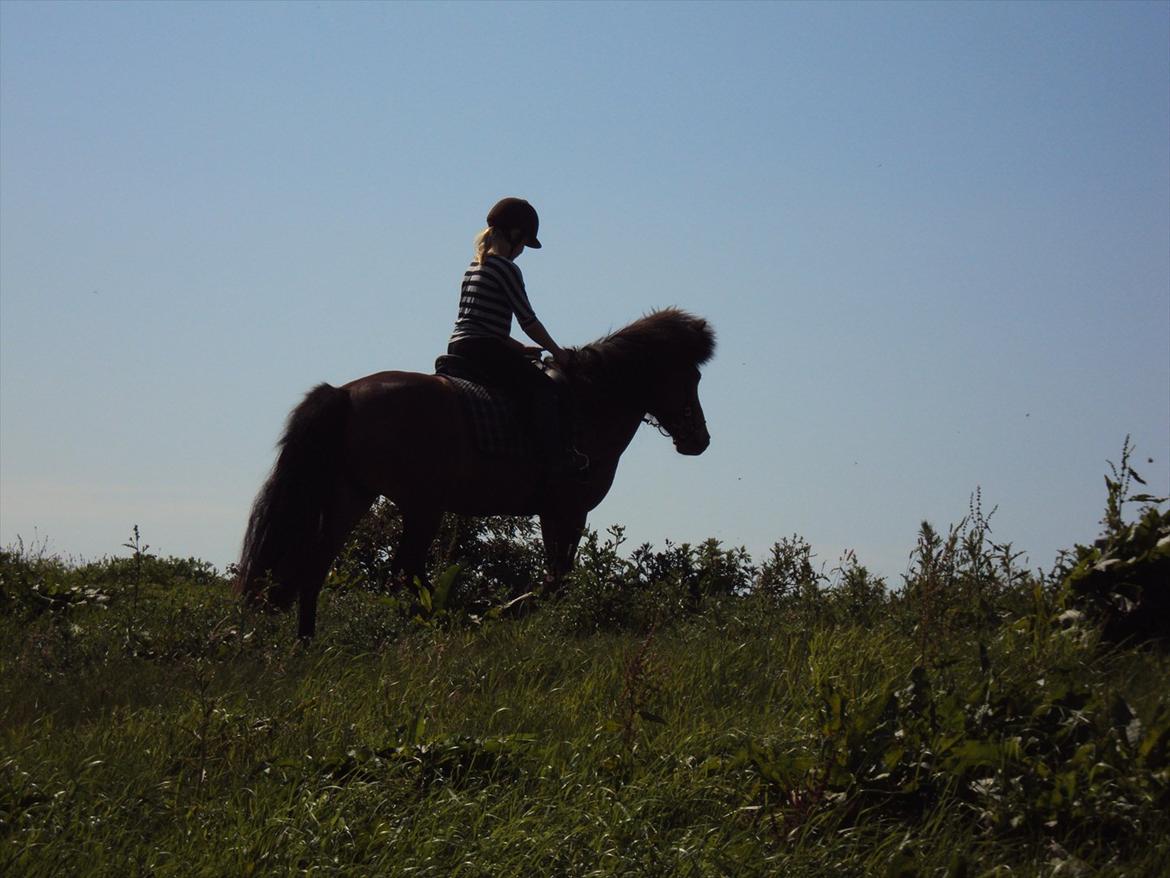 Islænder Gigja. (låne hest)  - hi hi på vej op ad en bakke. var lidt vild. billede 4