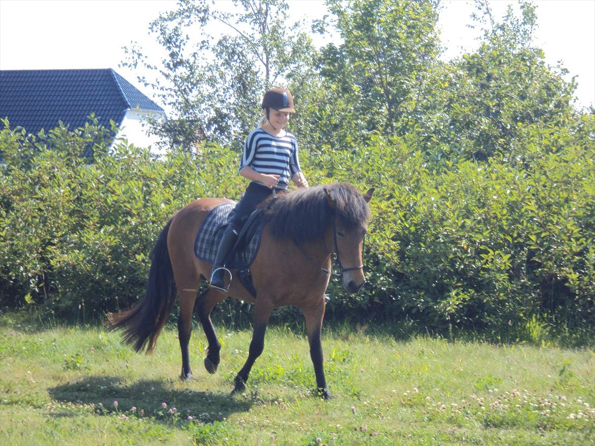 Islænder Gigja. (låne hest)  - lidt hygge skridt. :) billede 5