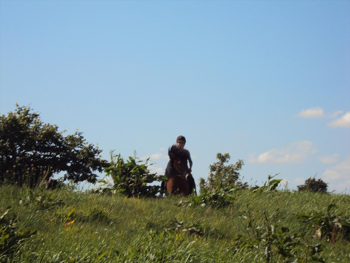 Islænder Gigja. (låne hest)  - haløj på vej ned af bakken.  billede 6