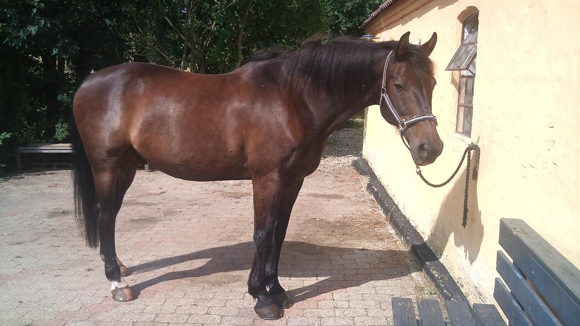 Oldenborg Maxi - Er godt tilfreds med dette billede :) faktisk det sidste jeg tog idag billede 1