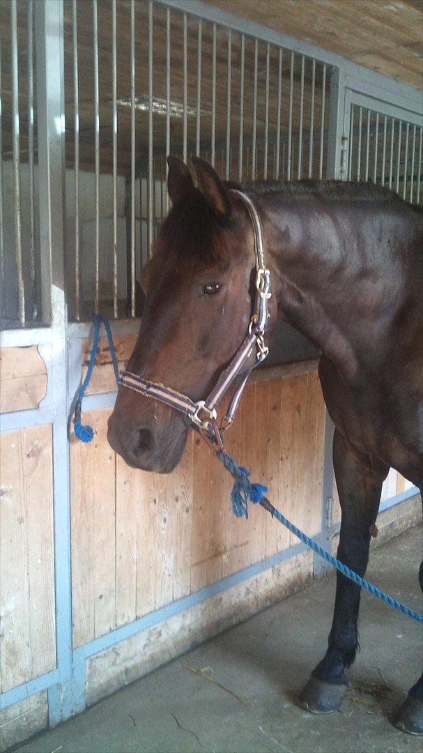 Oldenborg Maxi billede 2