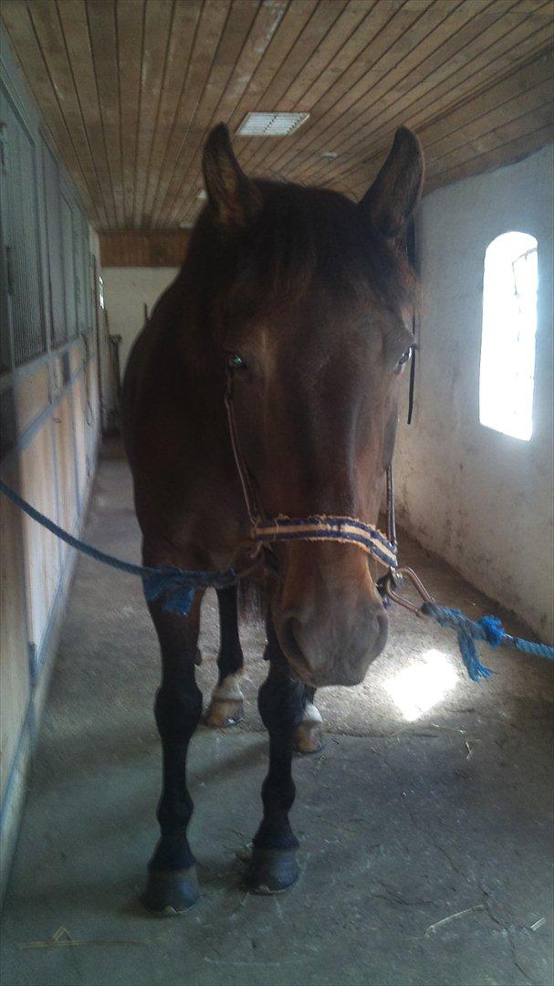 Oldenborg Maxi - Næsten for langsom til at få et hvor æselørene ikke er fremme :)  billede 4