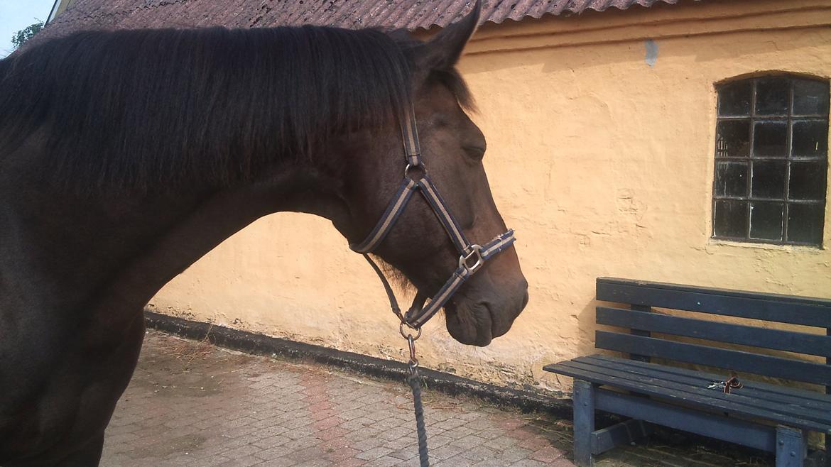 Oldenborg Maxi - Hmm der ér nogen i stalden ! billede 5