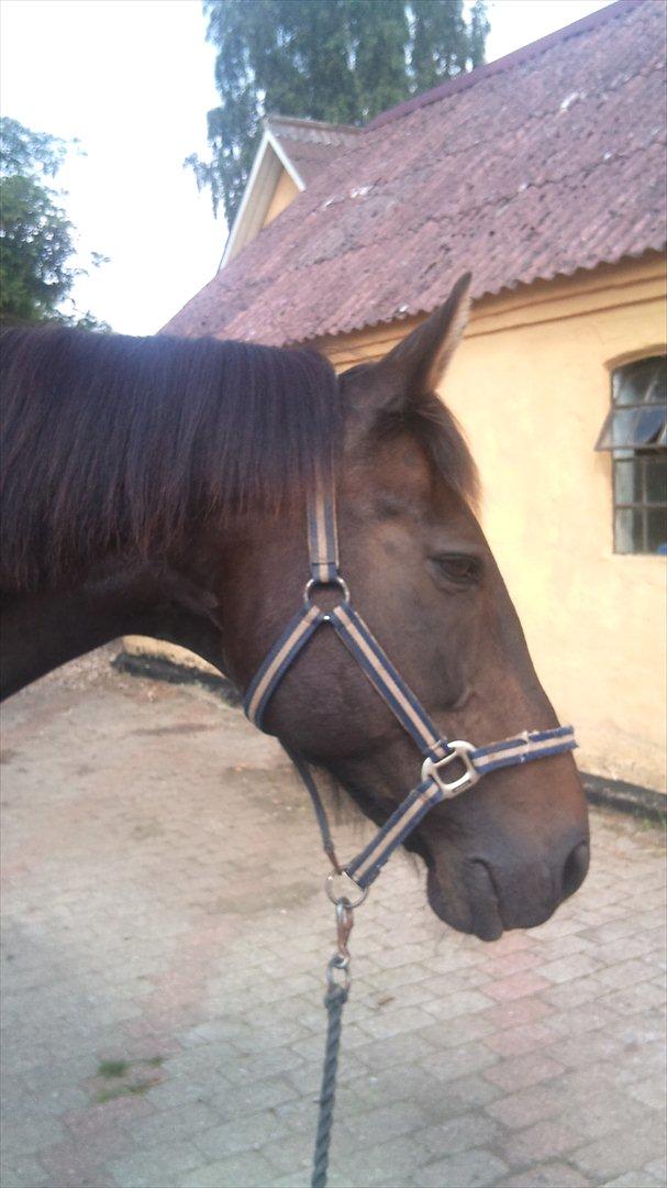 Oldenborg Maxi billede 6