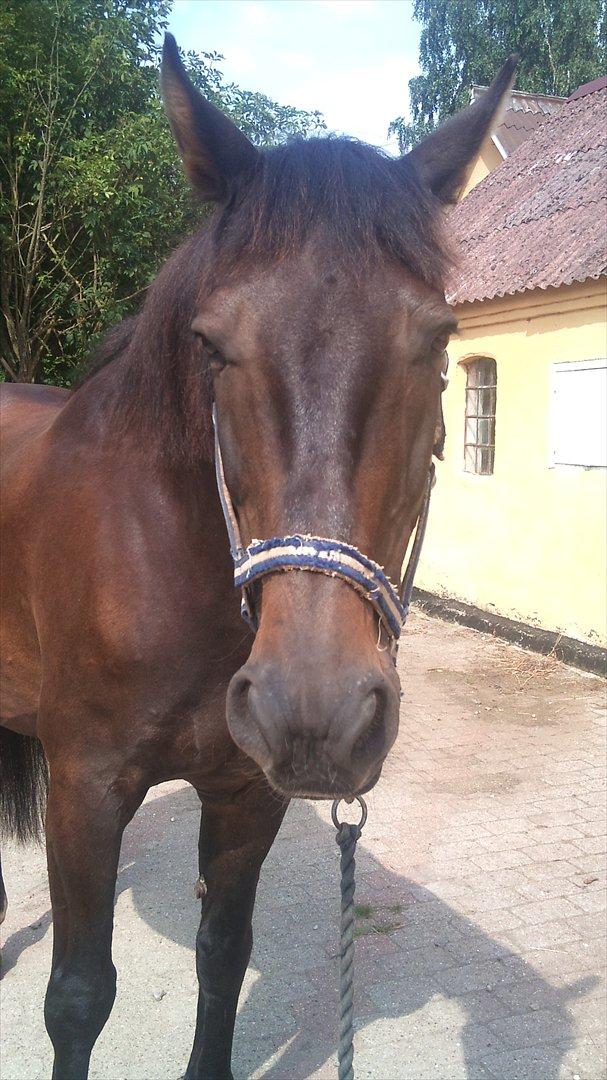 Oldenborg Maxi billede 7