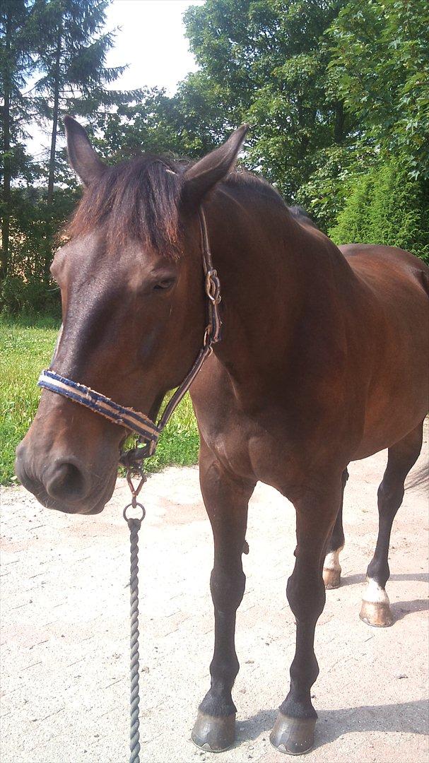 Oldenborg Maxi - gider ikke flere billeder "Hold nu op" ! billede 8