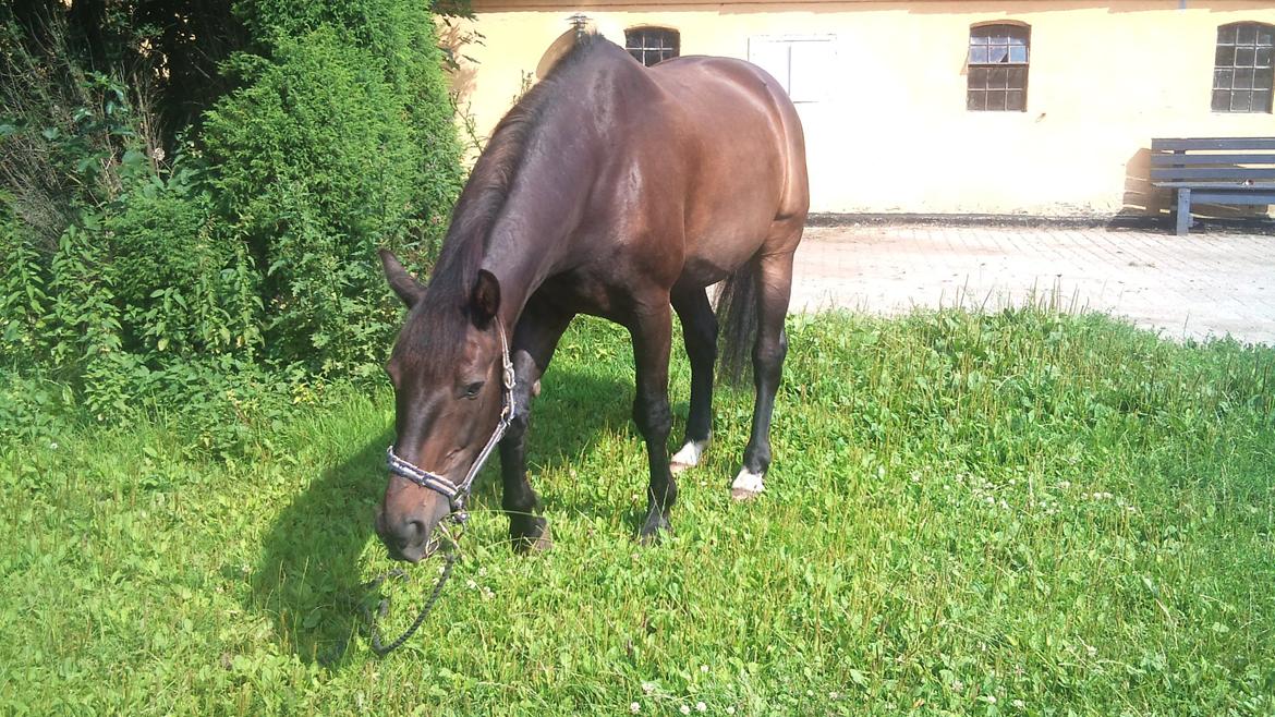 Oldenborg Maxi - Mmmm Græs billede 9