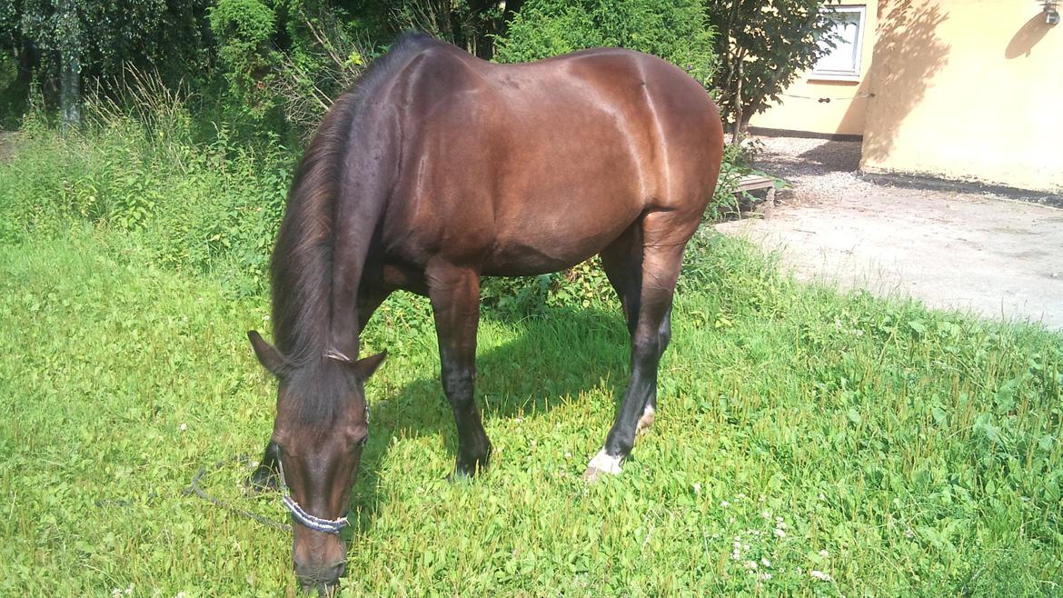 Oldenborg Maxi billede 10