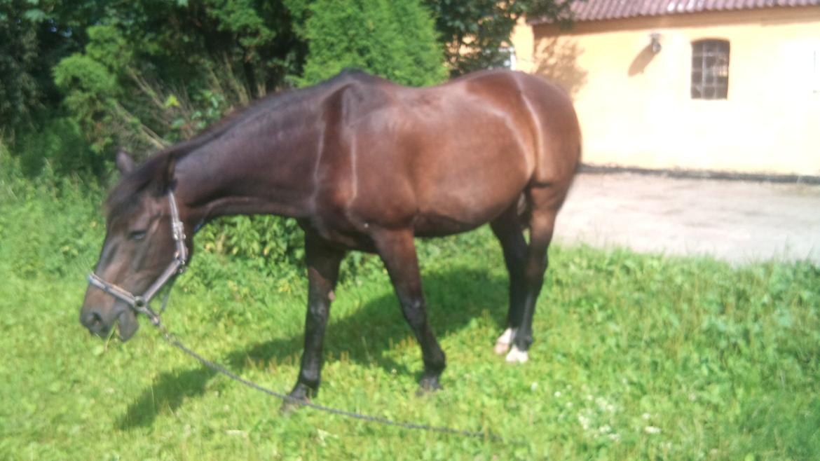 Oldenborg Maxi billede 11