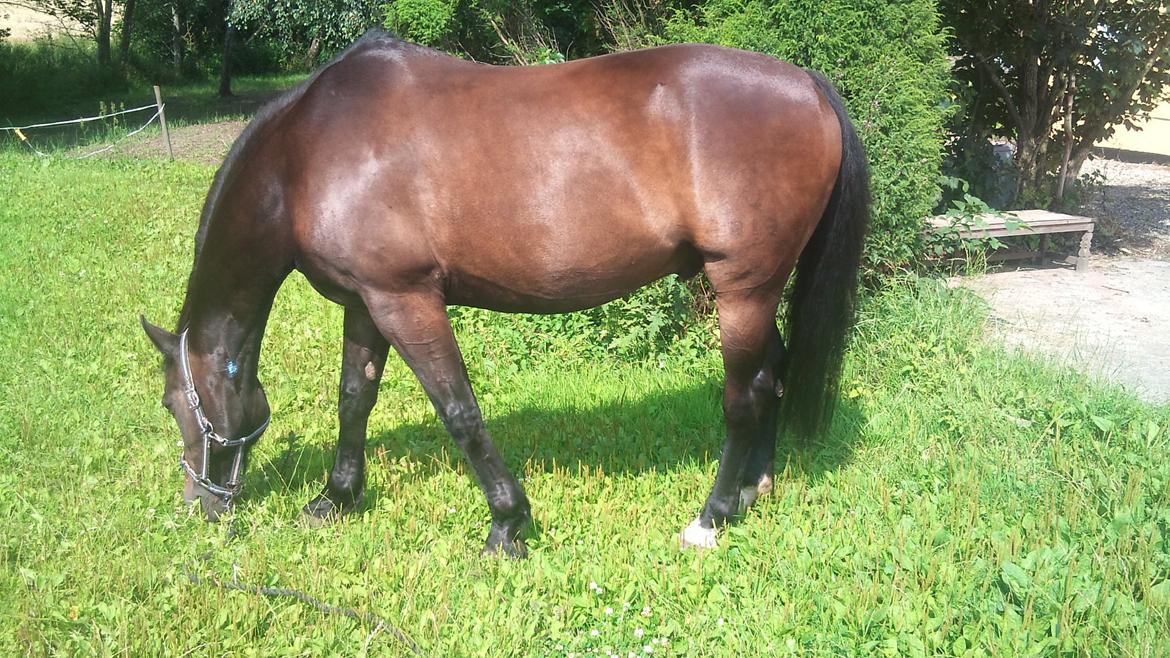 Oldenborg Maxi billede 12