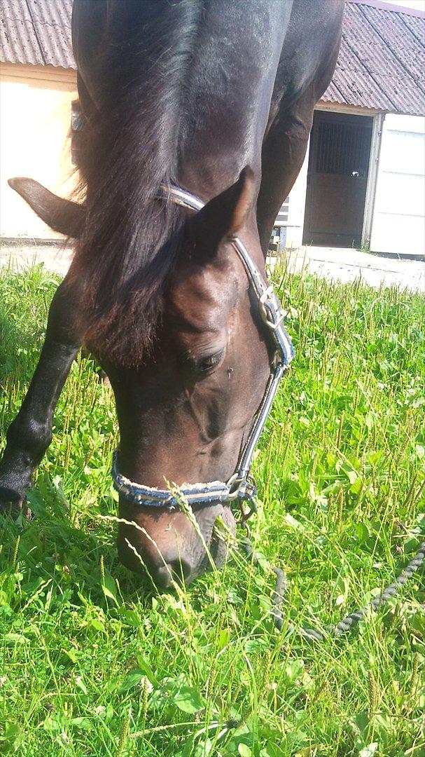 Oldenborg Maxi billede 13