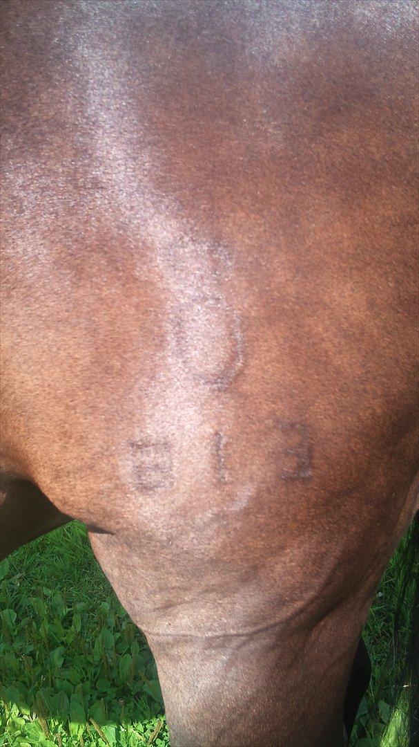 Oldenborg Maxi - Oldenborg nr 613  billede 14