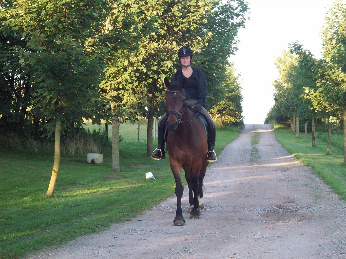 Dansk Varmblod Dodo - Elsker den hest<3 billede 4