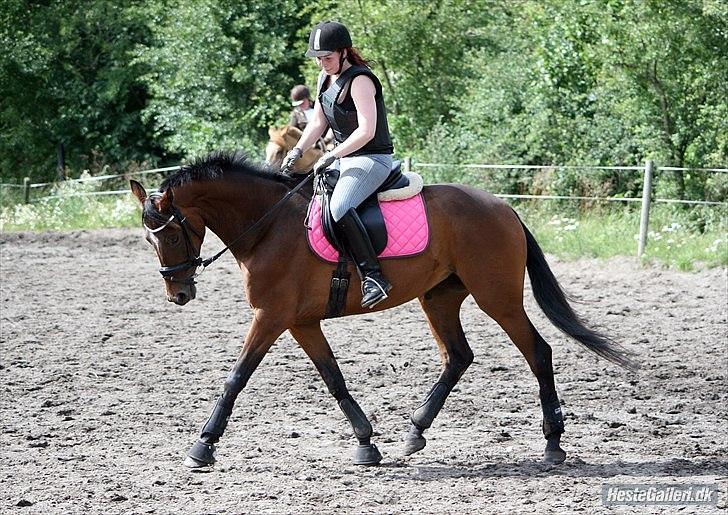 Dansk Varmblod Lucky Girl K (Gisle) STJERNE HEST - vores første travtur billede 14