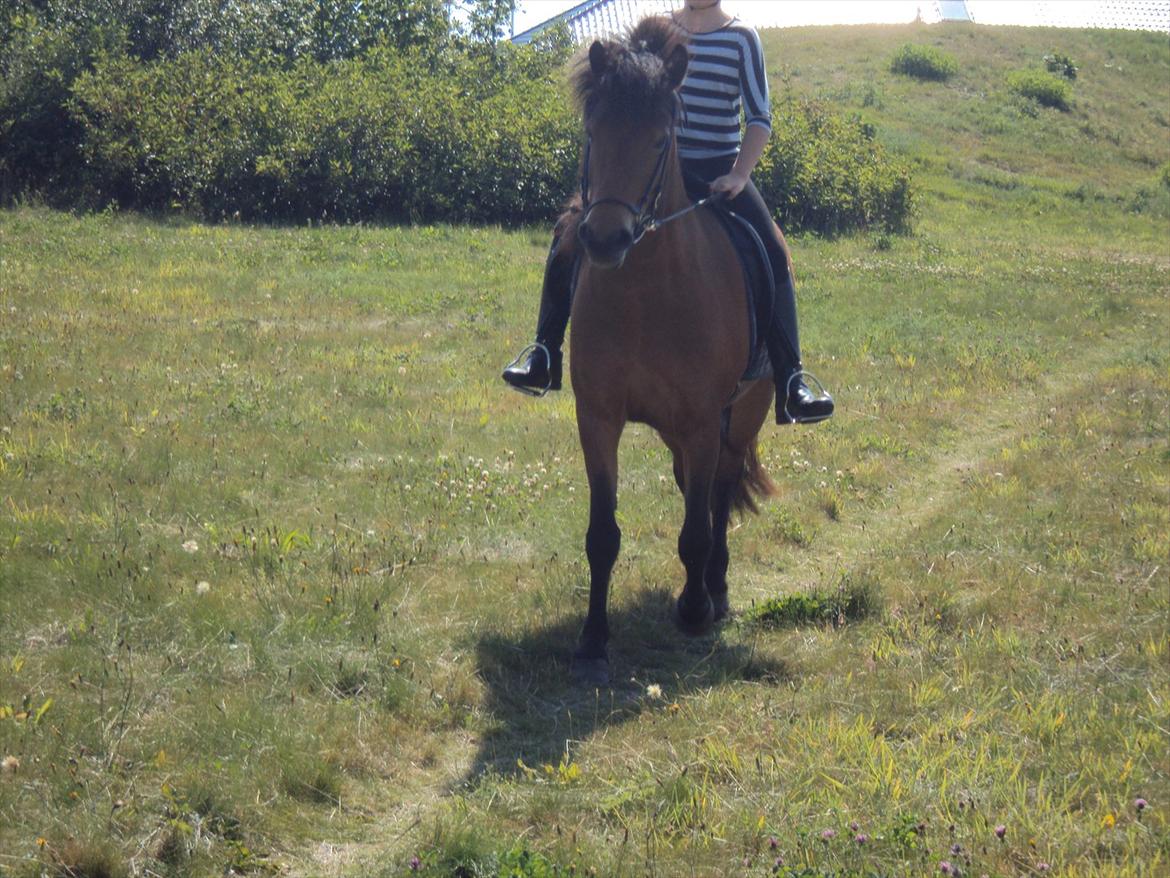 Islænder Gigja. (låne hest)  - heeej med dig. :) billede 8