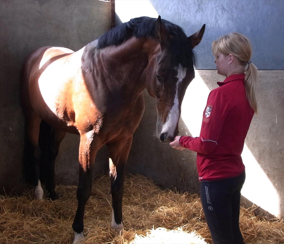 Dansk Varmblod Que Vadis <3 - Da jeg så Que Vadis første gang <3 billede 2