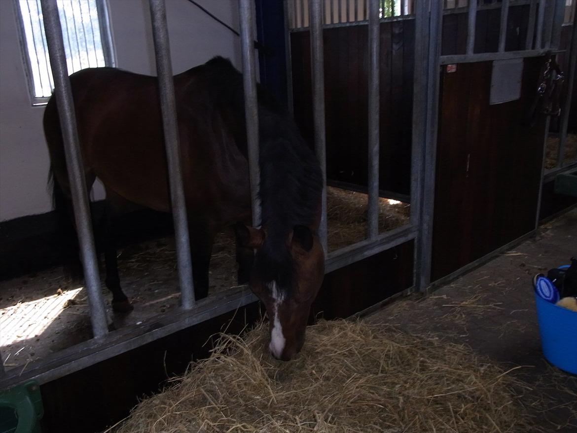 Dansk Varmblod Que Vadis <3 - Søde Vadis på TronsøSkolen (lige fået ham) billede 3