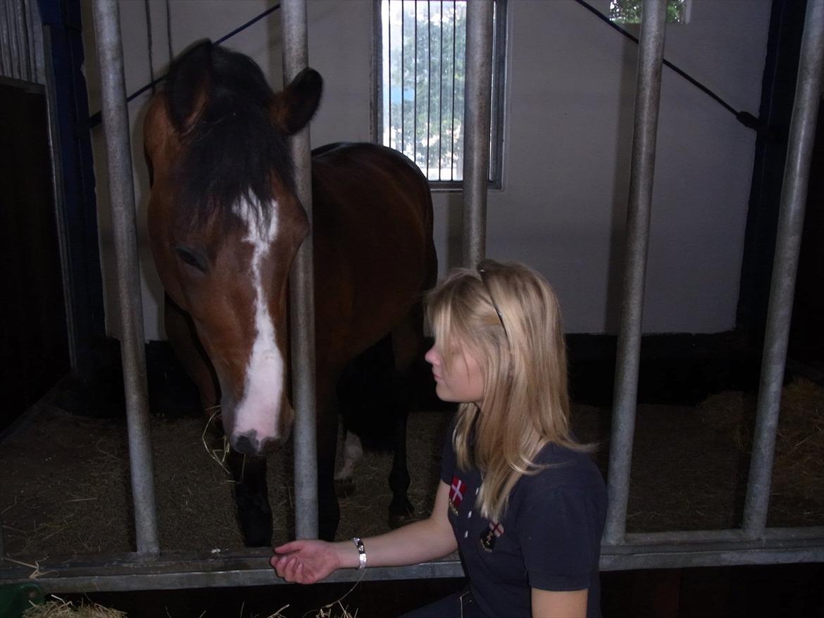 Dansk Varmblod Que Vadis <3 - Hyggetrold <3 billede 1