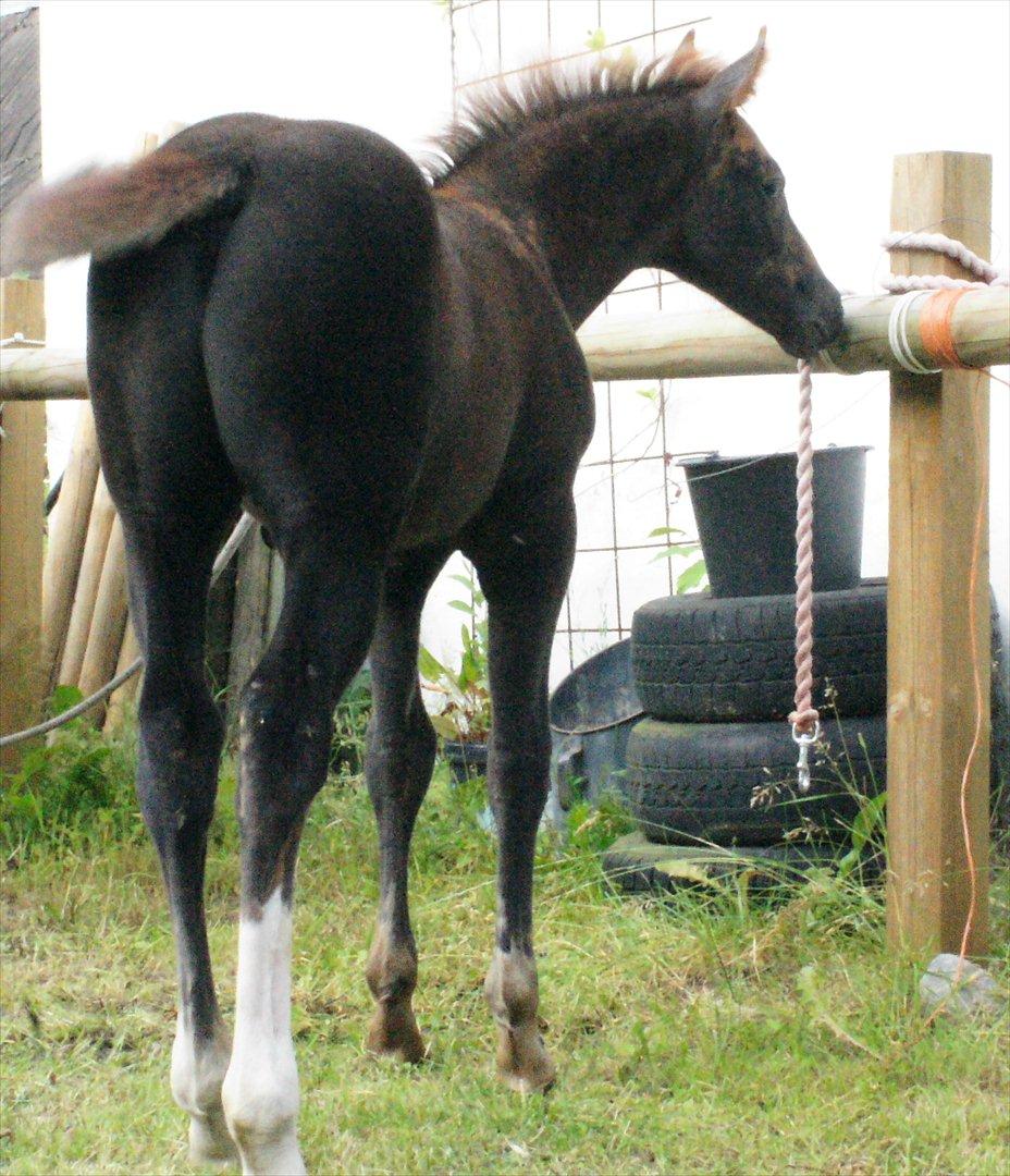 Anden særlig race Smart Ass Zen Platino solgt - Jeg øver mig i at stå bundet. billede 17