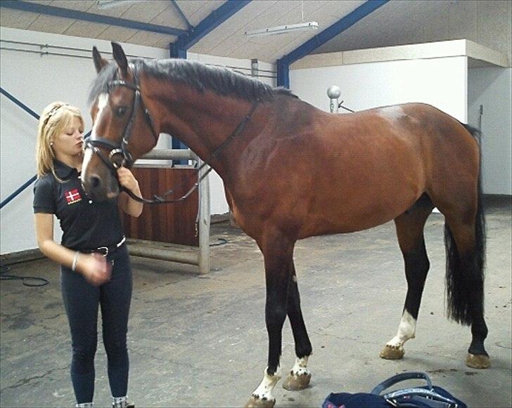 Dansk Varmblod Que Vadis <3 - Smukke hest <3 billede 4