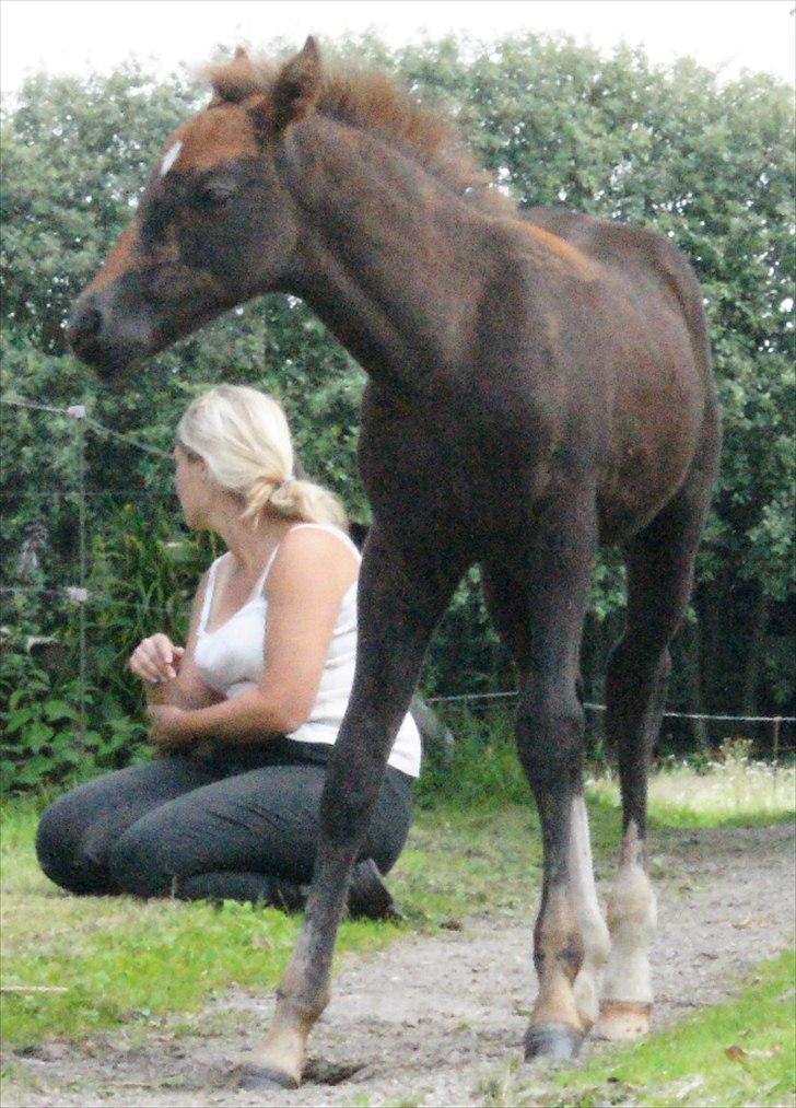 Anden særlig race Smart Ass Zen Platino solgt - Hvad er det der sker? billede 18