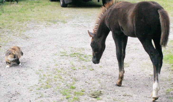Anden særlig race Smart Ass Zen Platino solgt - Hvad er det for en lille hest. billede 19