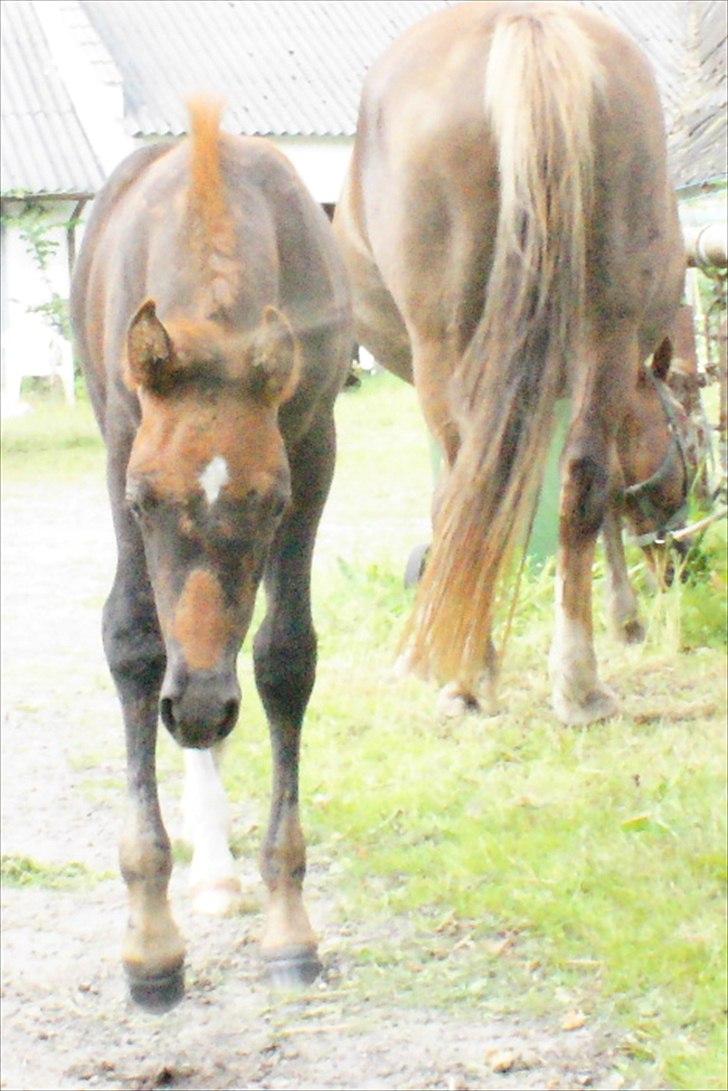 Anden særlig race Smart Ass Zen Platino solgt - 1 mdr og 8 dage idag. billede 20