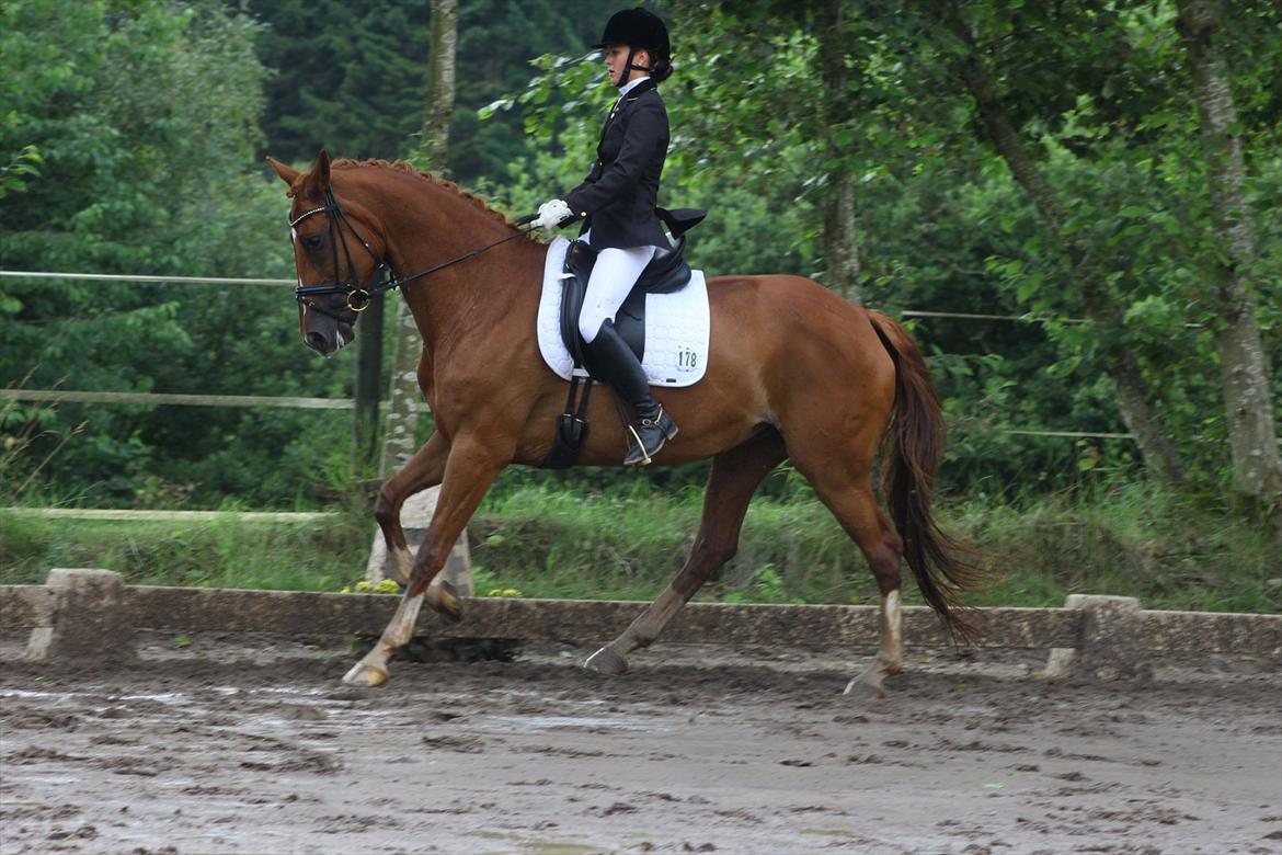 Tysk Oldenburger Märchengold - Jysk Rideuge 2011 :) 
Billedet er købt at Pernille Kirstine.  billede 15