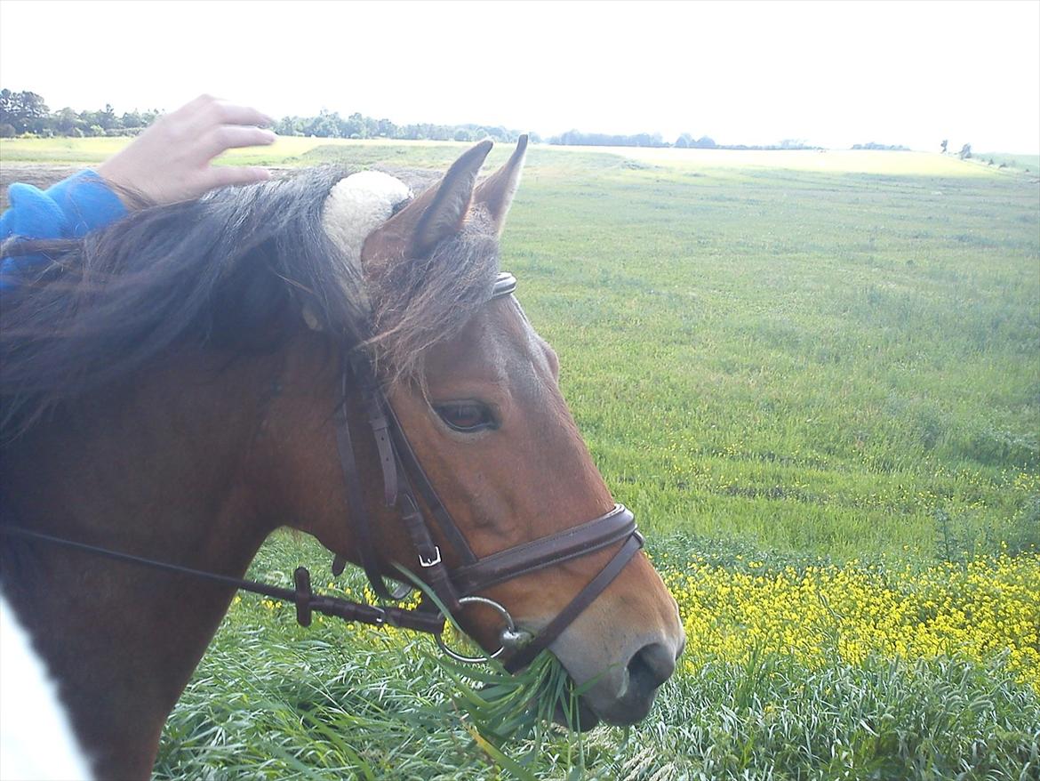 Anden særlig race Brune billede 17