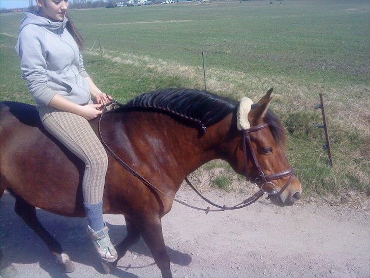 Anden særlig race Brune billede 19