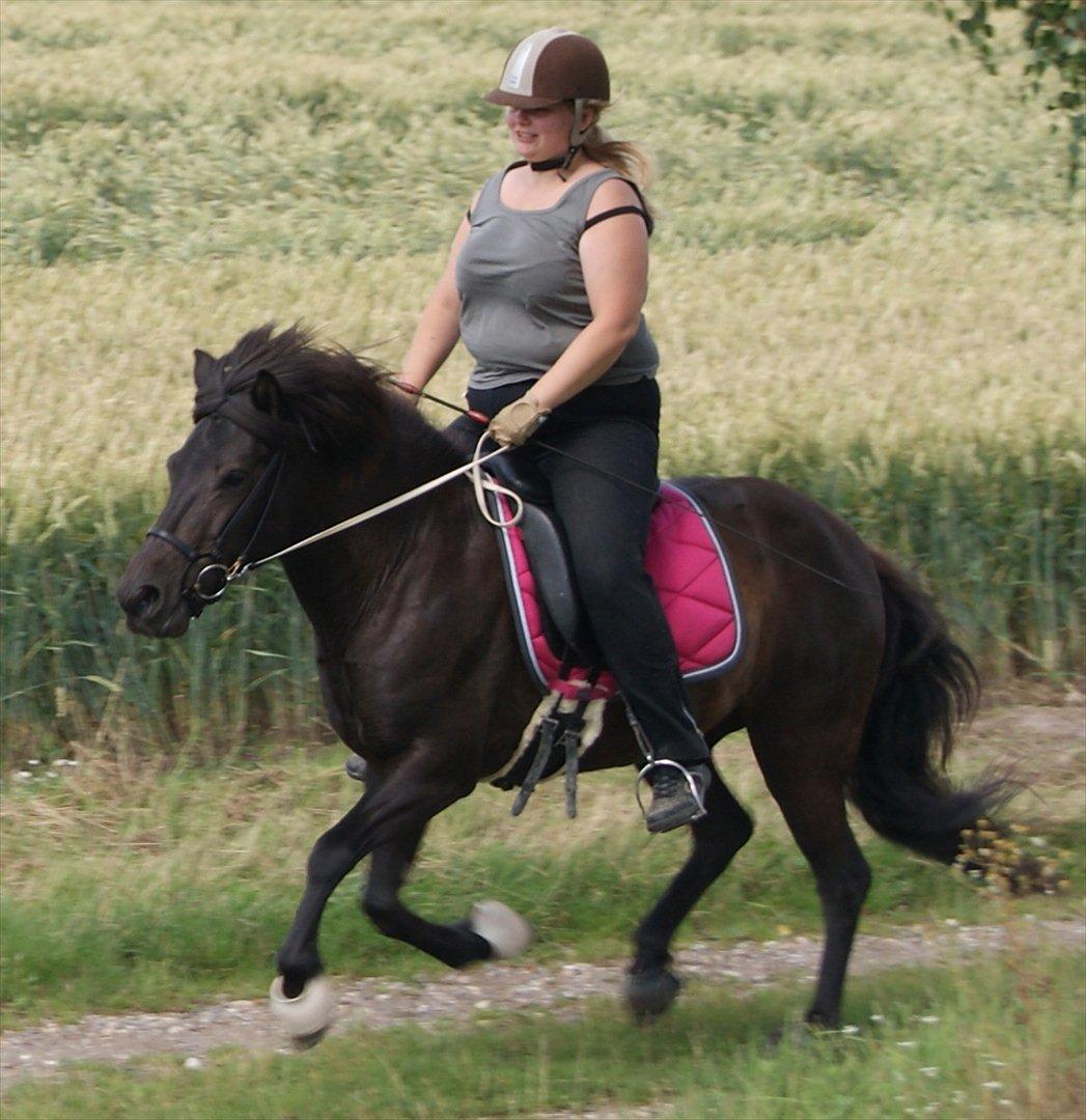 Islænder Röskva fra Baverslund - 19 juli 2011 galop Foto TS billede 7