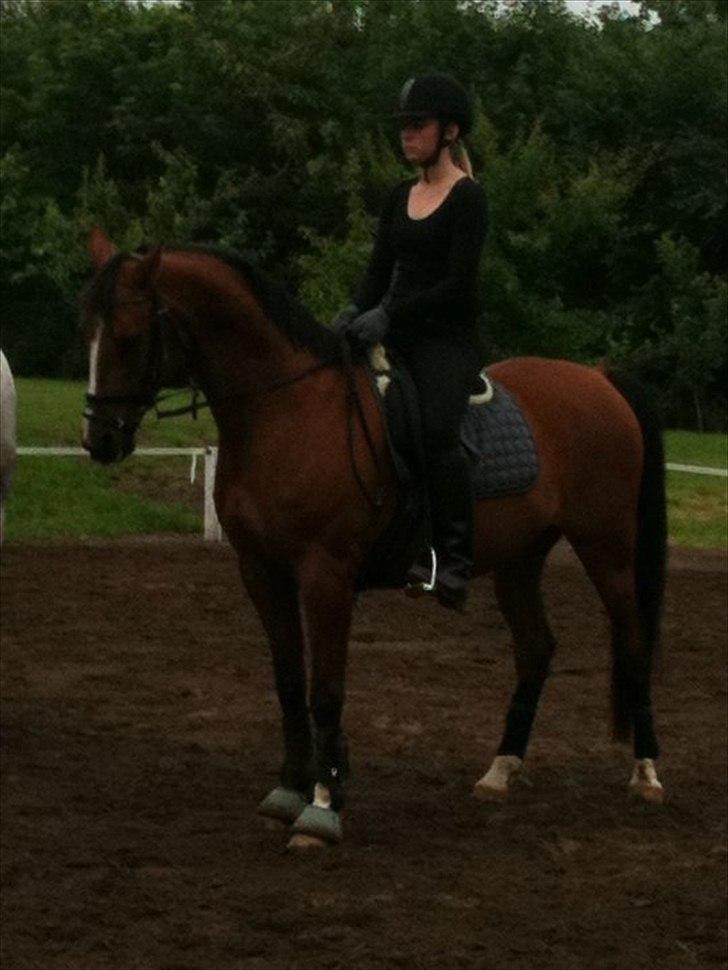 Anden særlig race Sevilla billede 4