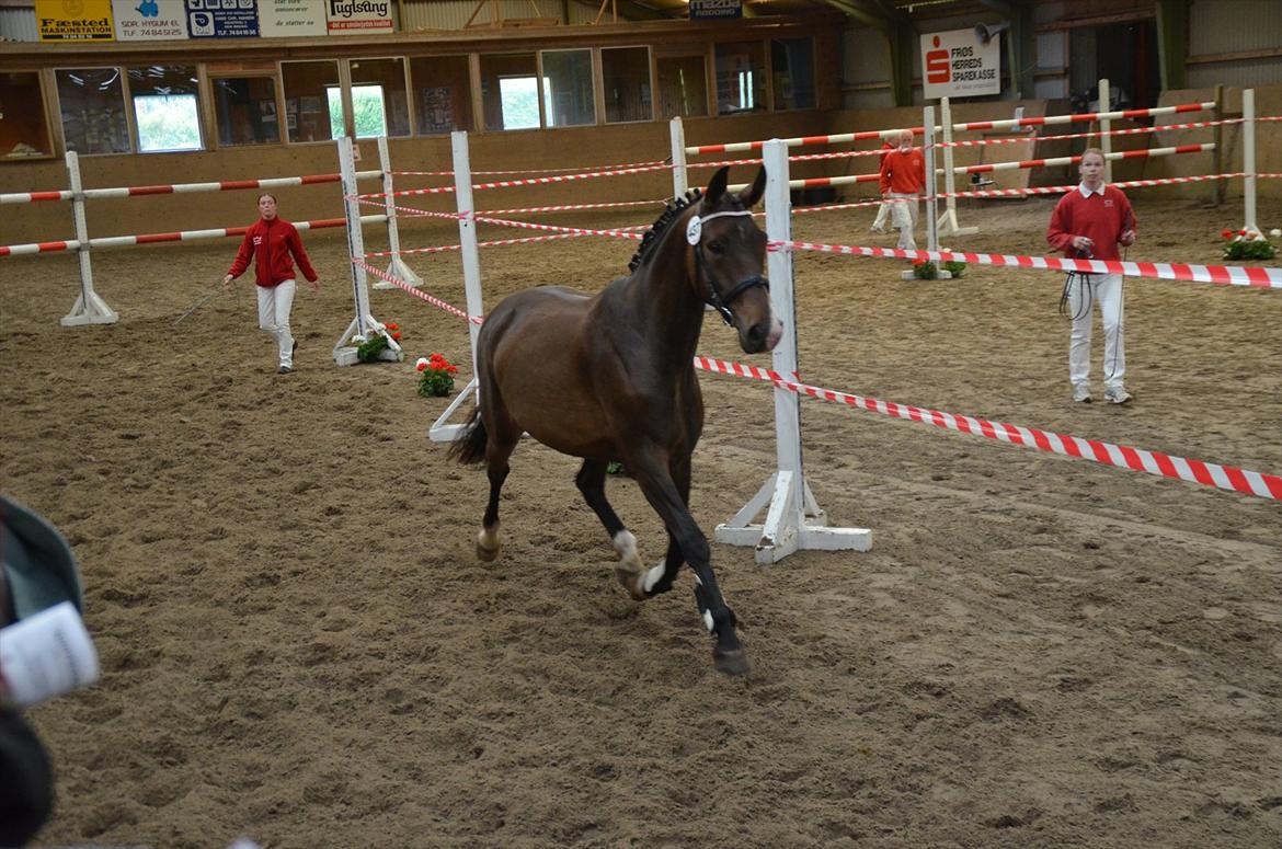 Dansk Varmblod Goodwill Future  - Er en stolt, Mor :D billede 2