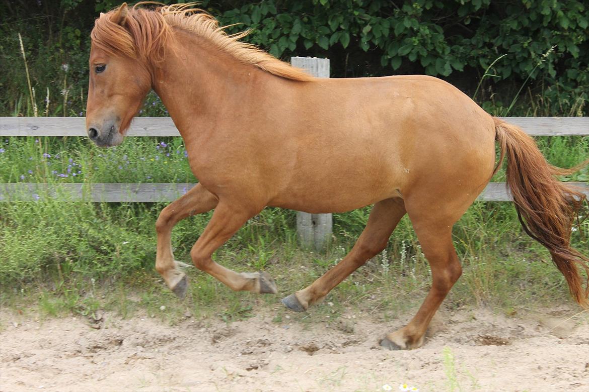 Islænder Hilde fra freersvang - fri galop på banen :D billede 1