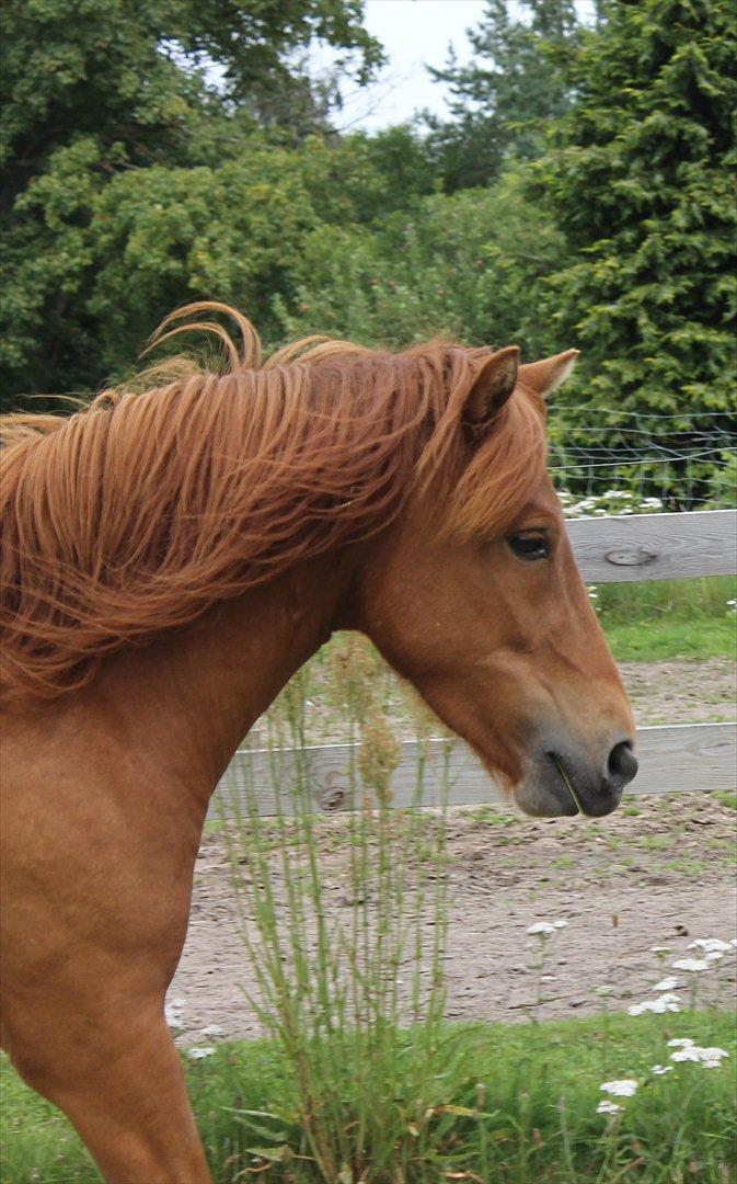 Islænder Hilde fra freersvang billede 2
