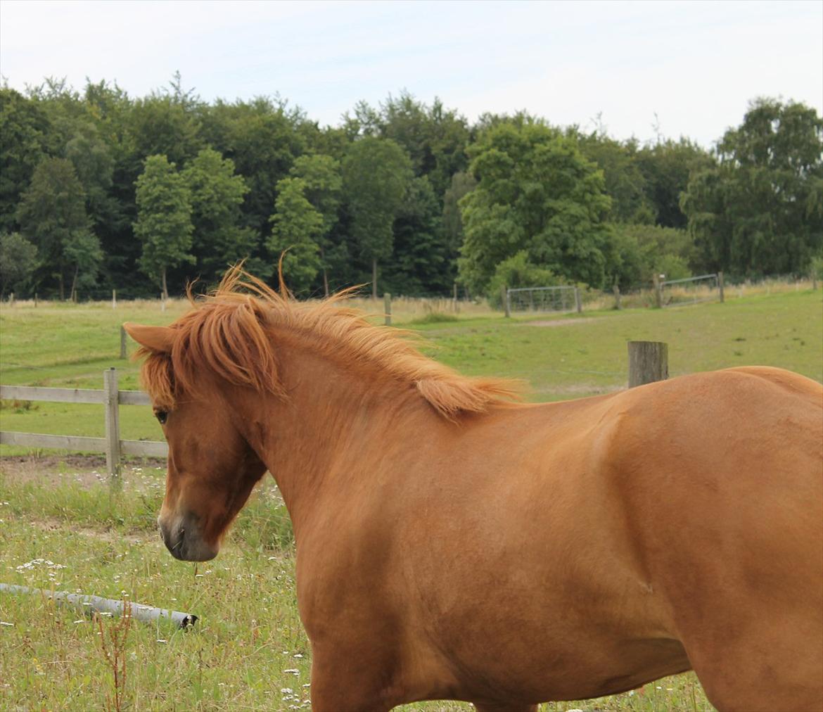 Islænder Hilde fra freersvang - uhhh spændene... noget nyt på banen :D  billede 3