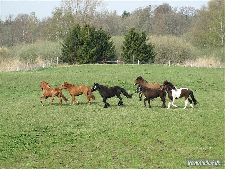 Islænder Hilde fra freersvang - her styre hun og alfehannen så unghestene ! de er så skønne alle sammen :D billede 4