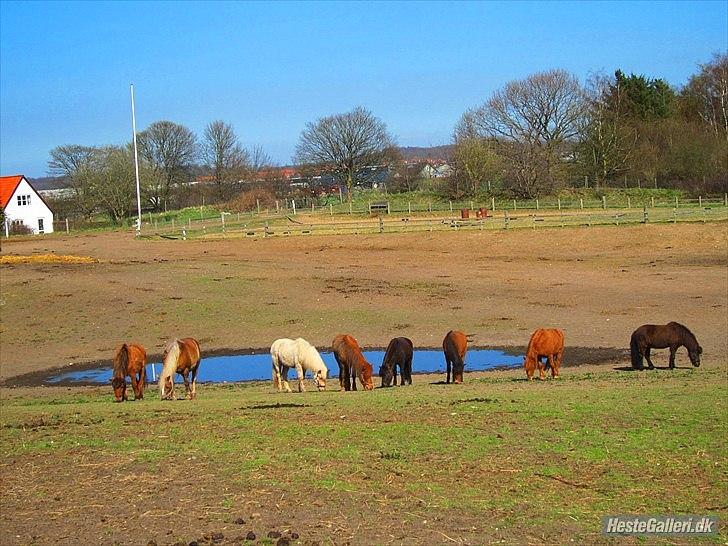Islænder Hilde fra freersvang - her står hun så og nyder solen med en del af flokken (imidten) ! :D  billede 5