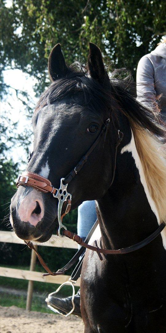 Paint Charlies paintet topshot billede 8