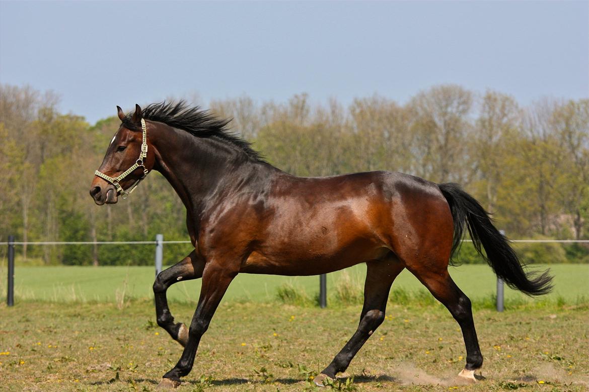 Oldenborg Union Fighter af Farmer - Fuld galop på folden... Foto: Marlene A billede 15