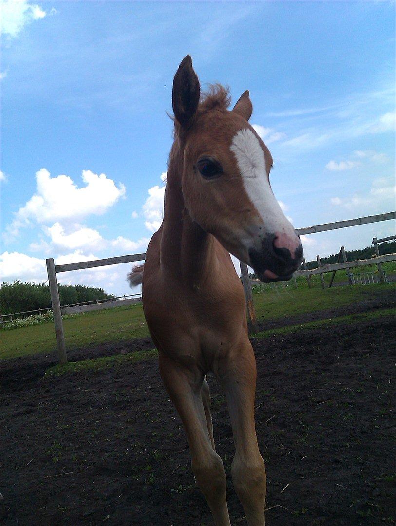 Anden særlig race Rosenkildes deeba - ca. 3½ uge gammel billede 17