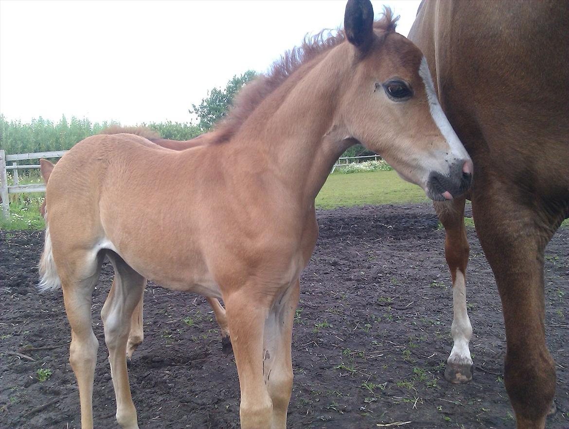 Anden særlig race Rosenkildes deeba - ca. 3½ uge gammel billede 18
