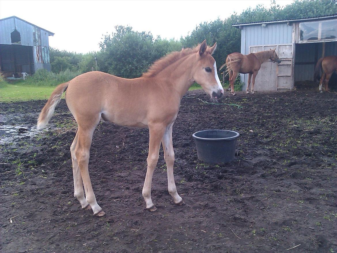 Anden særlig race Rosenkildes deeba - ca. 3½ uge gammel billede 19