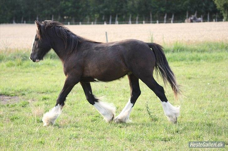 Tinker Hersomgårds Conan Mac Oc billede 15