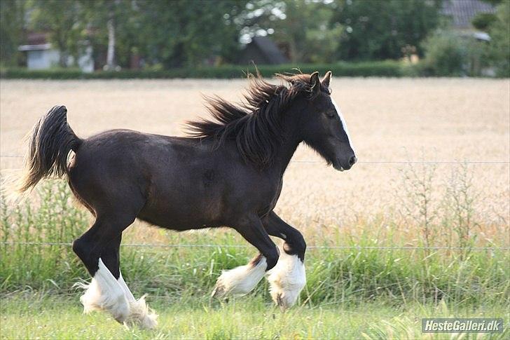 Tinker Hersomgårds Conan Mac Oc billede 16