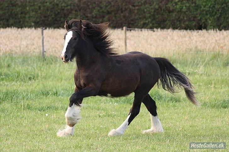 Tinker Hersomgårds Conan Mac Oc billede 17