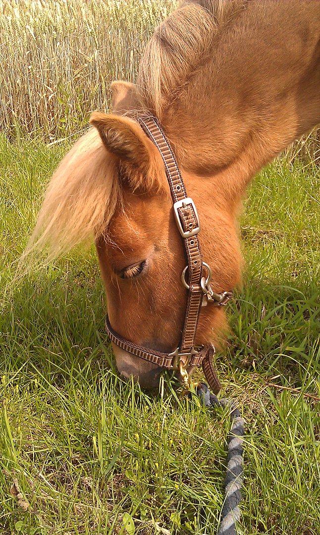 Shetlænder Aastrupgaards August - Verdens smukkeste ponyhest.. Man kan jo ik andet end elske ham! billede 9