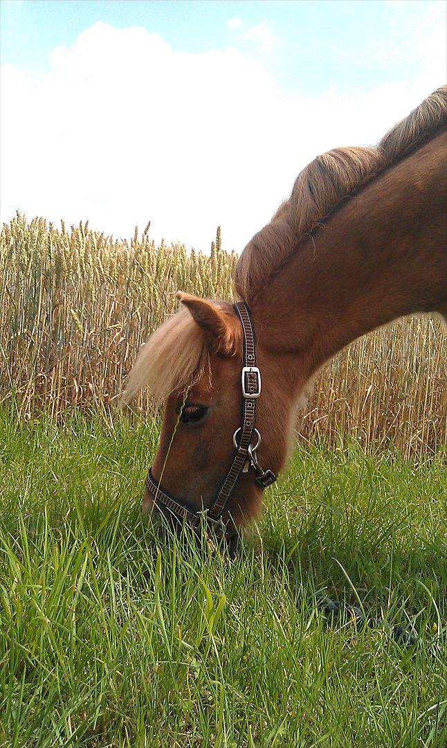 Shetlænder Aastrupgaards August - Nyder sommergræsset, smuk ponyhest! billede 10